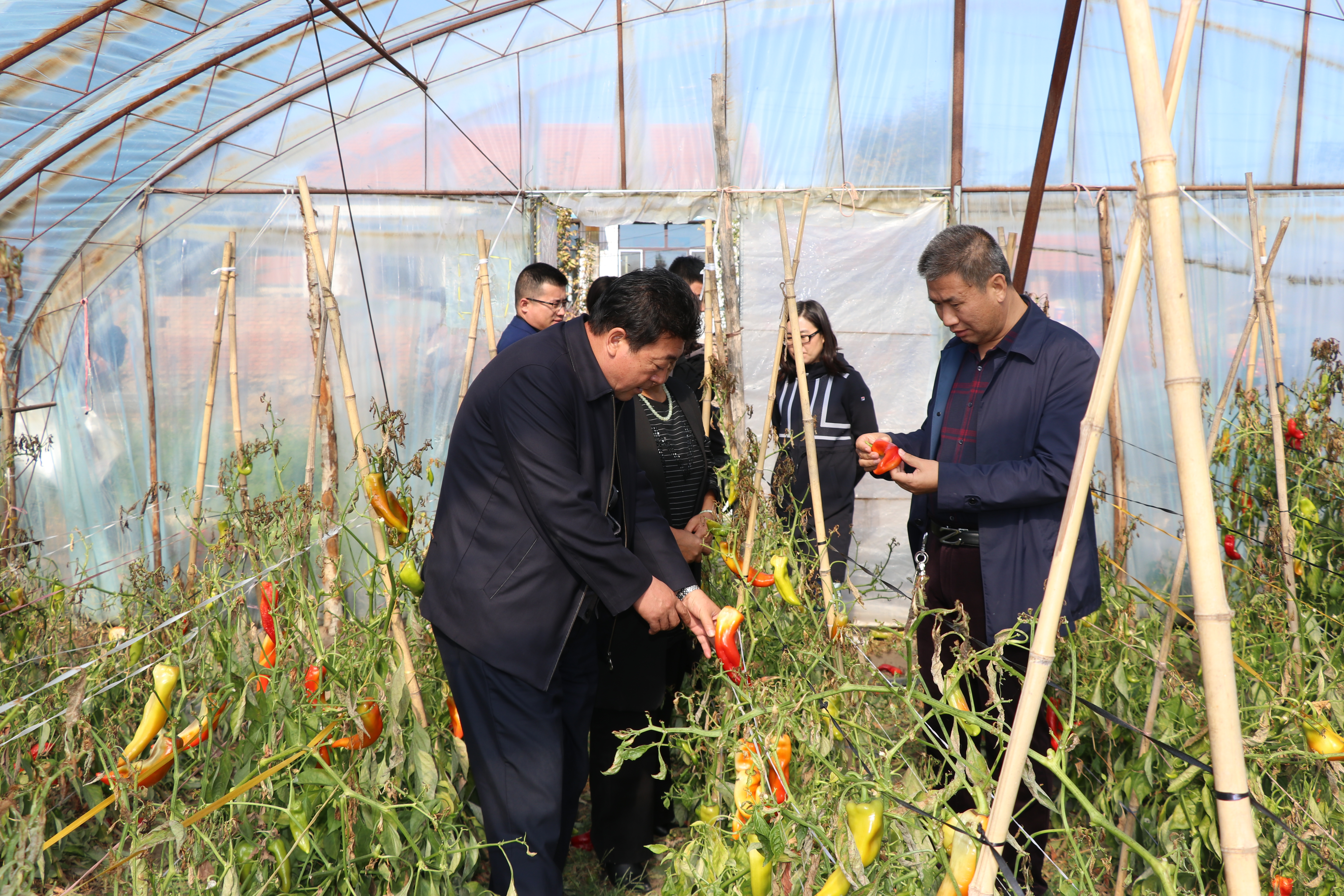 刘玉文董事长到太平村辣椒莳植户家中走访3.jpg